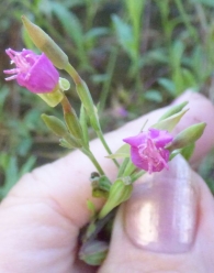 Oenothera rosea (L'Hér. ex Aiton 1789). Hierba del golpe. 3