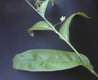 Omphalodes linifolia Carmelita 3