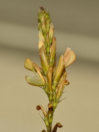 Onobrychis saxatilis