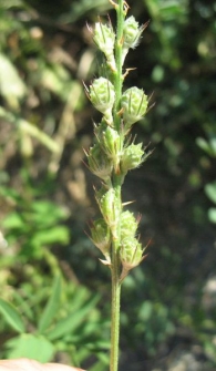 Onobrychis saxatilis (L.) Lam., Esparceta, Pipirigallo, Astorkia. 2