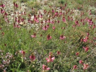Onobrychis viciifolia Scop., Esparceta, Pipirigallo, Astorkia. San Quirico