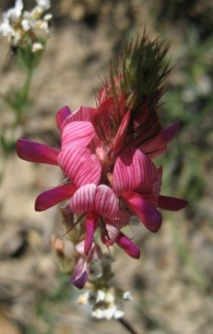 Onobrychis viciifolia Scop., Esparceta, Pipirigallo, Astorkia. San Quirico 2
