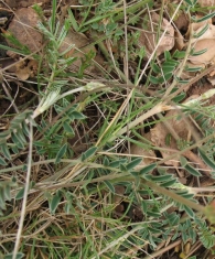 Onobrychis viciifolia Scop., Onobrychis sativa Lam., Esparceta, Pipirigallo; Astorkia