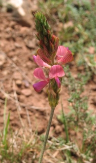 Onobrychis viciifolia Scop., Onobrychis sativa Lam., Esparceta, Pipirigallo; Astorkia 2