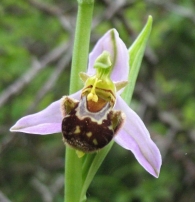 Ophrys apifera var. apifera Huds., Flor de la abeja 2