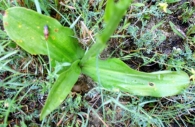 Ophrys apifera var. apifera Huds., Flor de la abeja. 2