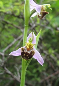 Ophrys apifera var. apifera Huds., Flor de la abeja