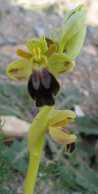 Ophrys fusca Link subsp. bilunulata (Risso) Aldasoro & L. Sáez 2