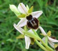 Ophrys castellana J. Devillers-Terschuren & P. Devillers. 2