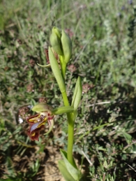 Ophrys ciliata/Ophrys speculum 2