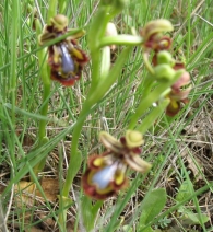 Ophrys ciliata Biv., Ophrys speculum Link. Espejo de venus, Orquídea espejo 2