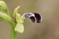Ophrys dyris