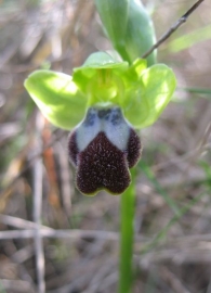 Ophrys fusca var. dyris (Maire) O.Bol�s & Vigo, Abejera de la omega