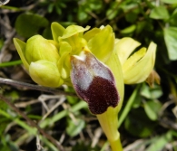 Ophrys fusca subsp. lupercalis.