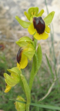 Ophrys lutea (Gouan) Cav., Orqu�dea amarilla. 3