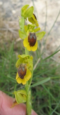 Ophrys lutea (Gouan) Cav., Orquídea amarilla.