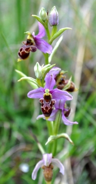Ophrys scolopax santónica
