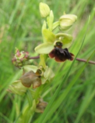 Ophrys sphegodes Mill., Orqu�dea ara�a, Abejera ara�a