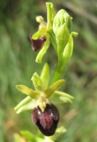 Ophrys sphegodes Mill., Orqu�dea ara�a, Abejera ara�a 3