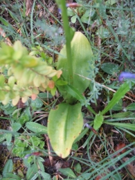 Ophrys subinsectifera C. E. Hermos. & Sabando.