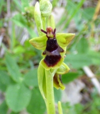 Ophrys subinsectifera Hermosilla & Sabando, Ophrys insectifera subsp. aymoninii. 2