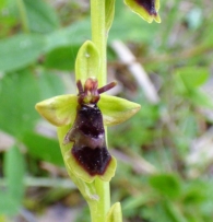 Ophrys subinsectifera Hermosilla & Sabando, Ophrys insectifera subsp. aymoninii. 3