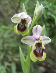 Ophrys tenthredinifera Willd. 4