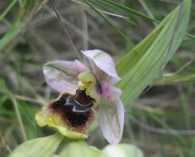 Ophrys tenthredinifera Willd., Abejera