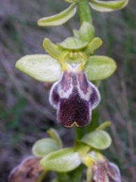 Ophrys vasconica 2