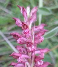 Orchis coriophora L., Orquidea perfumada 2