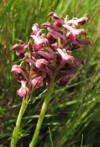 Orchis coriophora L., Orquidea olorosa, Olor a chinches 3