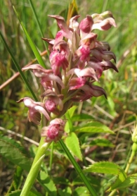 Orchis coriophora L., Orquidea olorosa, Olor a chinches