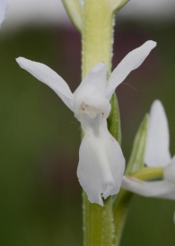 Orchis laxiflora 5