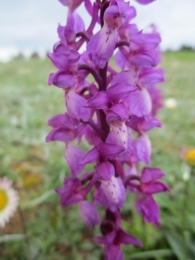 Orchis mascula 2