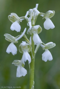 Orchis morio (Hipocromática)