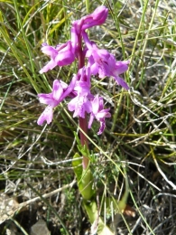 Androrchis (Orchis) olbiensis