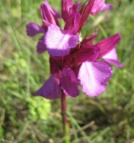 Orchis papilionacea., Orquídea mariposa 2