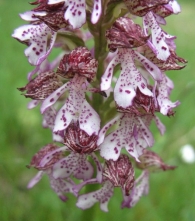 Orchis purpurea Huds., Orquídea dama 6