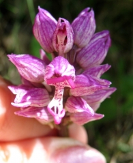 Orchis simia (Lam.), Orquídea mono.