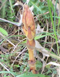 Orobanche gracilis Sm.