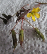 Oxalis corniculata L., Aleluya, Mingotsa 7