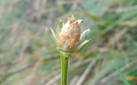 Parnassia palustris Hepática blanca
