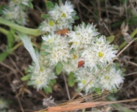 Paronychia argentea Lam. Sanguinaria, Hierba de la sangre, Nevadilla, Elur-Belarra