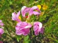 Pedicularis pyrenaica 2