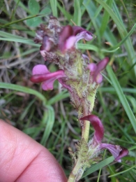 Pedicularis pyrenaica subsp. lasiocalyx (Gren.) O. Bol�s & Vigo, = Pedicularis mixta Gren, Matag�ellas 3