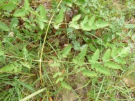 Peucedanum cervaria (L.) Lapeyr. 4