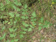 Peucedanum cervaria (L.) Lapeyre, Selinum cervaria L.