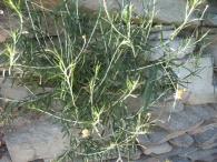 Phagnalon saxatile (L.) Cass., Manzanilla yesquera. 3