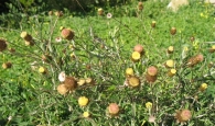 Phagnalon saxatile (L.) Cass., Manzanilla yesquera. 4