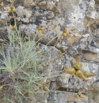 Phagnalon sordidum (L.) Reichenb, Coniza s�rdida.